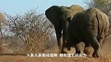 大象vs河马犀牛，野牛攻击犀牛，犀牛真厉害