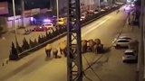 近日，云南15头亚洲象群“一路向北”迁移，这是27日象群在峨山县城画面。28日，凌晨象群经进入安全区域。野象