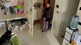 就因为没带狗子们出去玩, 见面就翻脸了