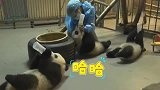 熊猫宝宝：奶妈快点，木看见窝用兔跳跑来的嘛，窝要酸奶奶伺候！