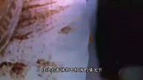 世上最毒的蜗牛，捕猎时悄无声息，它的毒素能杀死10名成年人