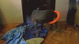 主人弄个圈套在比特犬身上，狗子想要拿下来，一身肌肉太费劲