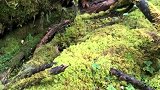原始深林的青苔