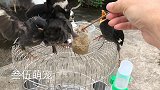 小伙养的小八哥长大了，25天日龄样子特可爱