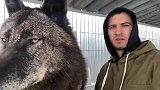 【动物】地球上最大的狼——加拿大灰狼