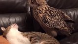 猫头鹰认猫咪当“大哥”，天天黏在一起，网友-都属猫的吧