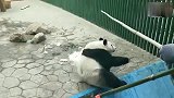 熊猫：都说熊猫永不为奴，饲养员拿出一颗苹果马上变成小哈巴狗