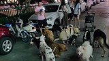 长沙一男子牵16只各类犬闹市直播 警方：已行政处罚