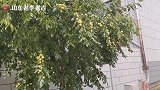山东荣成河南村城中村改造工程，远在湖北的老乡您看到了吗