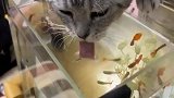 猫咪可别在吃了，鱼缸的鱼都被你吃光了