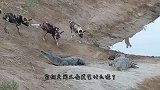 饿了10天的野狗，碰上正在晒太阳的鳄鱼，会发生些什么