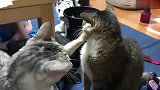猫咪把爪子按在同伴脸上，主人拉都拉不开，猫：他必须认错！