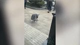 爆笑合集，哇塞，小姐姐骑的这什么车？