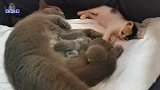 小流浪猫溜进产房看小奶猫，猫妈突然伸手，接着的一幕让人暖心