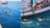 泰国海域一剑鱼挣脱鱼钩后攻击潜水游客 画面惊险