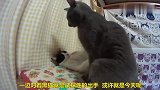 花猫挑战黑猫，被黑猫敏捷地按住脑壳，花猫秒怂