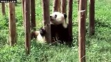 熊猫思嘉的习武日常，立志成为真正的功夫熊猫