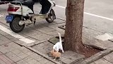 猫：孩子别怕，我扶你下来！