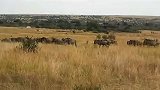 旅游-肯尼亚-角马