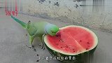 给鹦鹉吃西瓜，鹦鹉的做法令人憋笑，网友：处女座的