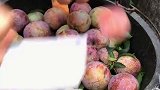 老家的李子熟了，不知道你们有没有吃过，新鲜采摘的味道甘甜！