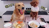 狗子小饭桌开饭喽！金毛吃鱼，来吧！