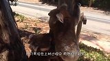 小考拉打架输了，一屁股坐在地上哭了好半天，让人笑出腹肌！