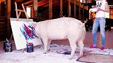 300斤肥猪为躲避“宰杀”，一夜成名，走向了“猪生”的巅峰！