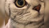 这只小猫咪睁着大眼睛，还嚎叫着，看起来也太可爱了！