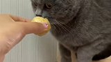 当猫遇上印度脆球！（masala真的是一股辣辣的下水道的味道…）呸式vlog vlog我的日常 猫