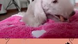 不掉毛的6种狗，女生快来对号入座