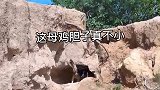 老鹰抓小鸡， 反被鸡妈妈狠狠揍一顿