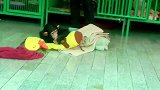 这么一只乖巧的小猩猩，真是很讨人喜欢啊，大家一起来看看吧！
