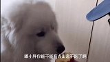 萨摩耶狗狗叛变了，谁有好吃的它就跟谁好，女主人养了一只白眼狼