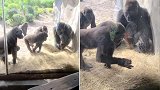 美国：大猩猩发现围栏里有条小蛇，围成一堆扔着玩