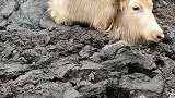 热心牧民解救遇难牦牛