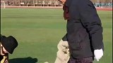 一学校惊现白狐狸，在操场上撒欢被擒获