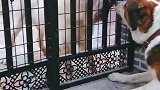 又跑到邻居家里惹事了