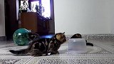 萌萌哒的小奶猫上线，看这可爱的小样子，真是萌极了！
