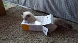 自己钻进小箱子的猫咪，这滑稽的模样，好好玩啊！