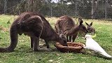 鹦鹉来偷袋鼠的食物，袋鼠竟被鹦鹉吓跑了，袋鼠也太怂了
