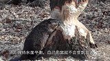 女子养了一只宠物河狸，到处拆家给自己修水坝，拦都拦不住