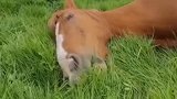 小马吃草也太快乐了，想和它一样的快乐
