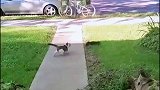 猫咪抓松鼠却被松鼠戏耍