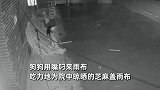 病重主人ICU抢救仍关心宠物狗是否吃饭，家人看监控泪目