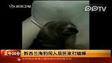 新西兰海豹闯入居民家打瞌睡