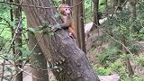 小猴出生才天，被猴妈狠心的抛弃了，这无助的眼神我不忍再看！