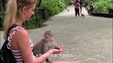 猴子不断招惹吃饭的狗狗，狗狗彻底怒了，欺狗太甚！