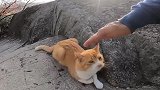 野外发现一只流浪猫，想带回家收养却不敢，怎么办啊