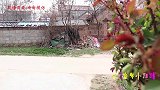 甜甜和来福被猪八戒抢走零食，没想竟然是大妮假扮的！